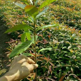 供應(yīng)木荷小苗 一年生木荷小苗價格 造林小苗批發(fā)