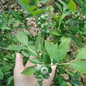 蓝丰蓝莓苗 基地蓝丰蓝莓苗批发价格多少钱 蓝莓苗基地