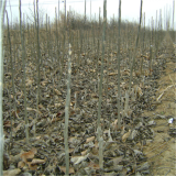 碧根果苗、碧根果苗基地、碧根果苗報價