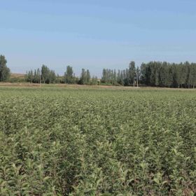 一年苹果苗 苹果苗价格 苹果苗的批发价格是多少