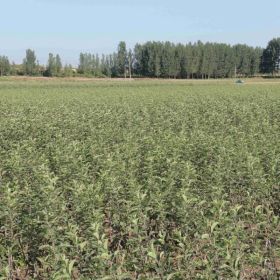 苹果苗价格 优质苹果苗价格 苹果苗批发 量大从优