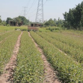 苹果苗基地 优质苹果苗价格/报价 量大从优