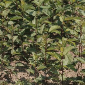 苹果苗新品种 苹果苗的价格是多少钱 苹果苗大量批发基地