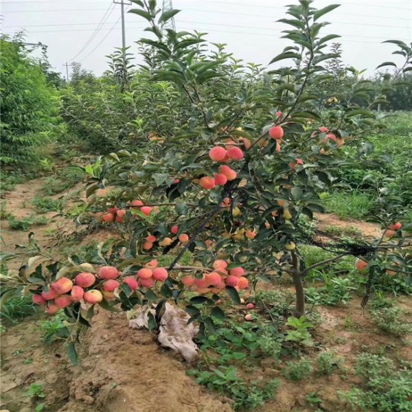 红肉苹果苗 一棵红肉苹果苗价格 红肉苹果苗价格