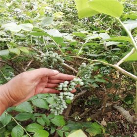 莱格西蓝莓苗、莱格西蓝莓苗批发、莱格西蓝莓苗价格咨询