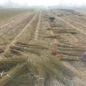 晚熟毛桃苗，春雪春蜜桃樹苗基地，血桃苗哪里有