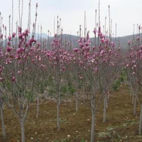 介绍红花玉兰价格、成活率、适应性概况