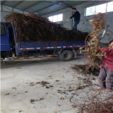 甜蜜蓝宝石葡萄树苗、甜蜜蓝宝石葡萄树苗价格、甜蜜蓝宝石葡萄树苗