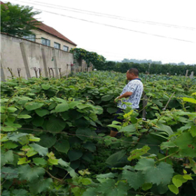 一年藤稔葡萄苗、藤稔葡萄苗基地价格