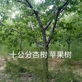 8公分柿子树产地/8公分柿子树价格/8公分柿子树基地