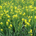 黃花鳶尾價(jià)格沭陽(yáng)雨翔苗木常年供應(yīng)各種水生植物