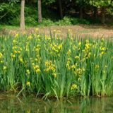 沭陽水生鳶尾價(jià)格黃花鳶尾價(jià)格報(bào)價(jià)池塘綠籬