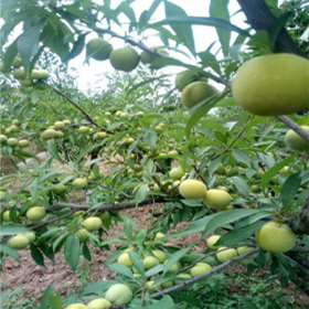 贵州果园苗圃基地直销蜂糖李子树苗，蜂糖李子苗种植条件