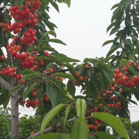 果苗基地直销车厘子树苗，车厘子苗批发，车厘子苗哪里有