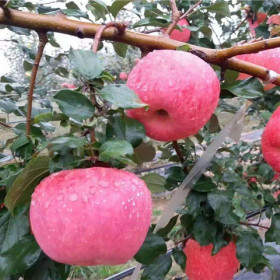 蘋果苗，紅色之愛蘋果苗價(jià)格，至誠(chéng)紅色之愛蘋果苗基地