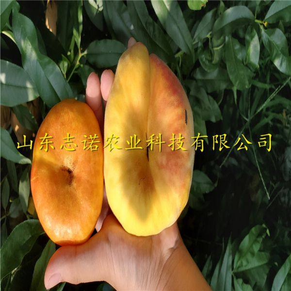 中油21号桃苗