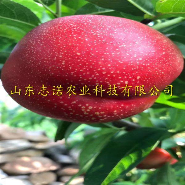 中秋金蜜桃苗