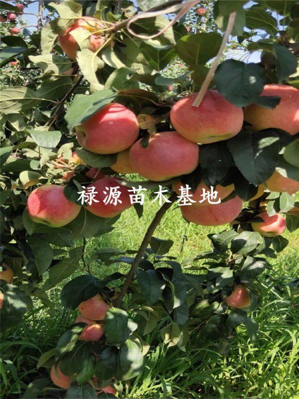 鲁丽苹果苗