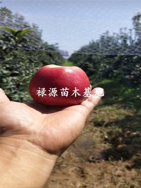 鲁丽苹果苗