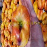 质量好中蟠11号毛蟠桃树苗