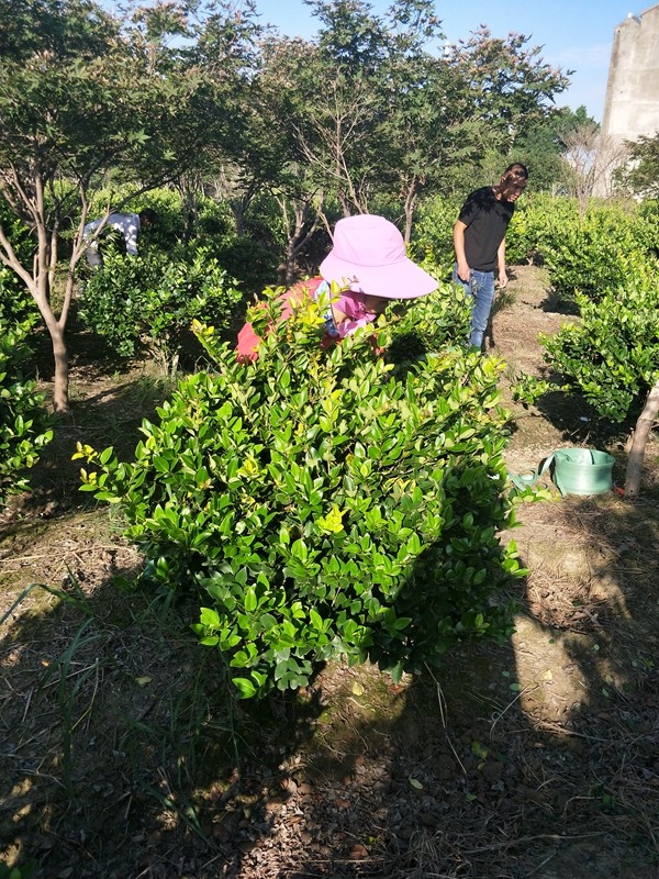 金森女貞球