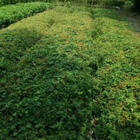 爬山虎多少钱_四川爬山虎基地