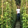 常见的攀藤植物（油麻藤） 基地爬山虎小苗多少钱一棵