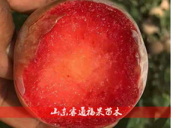 恐龍蛋李子樹(shù)苗