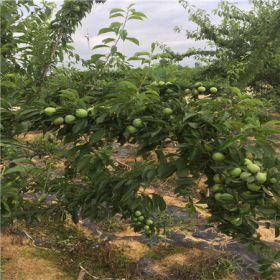 重庆果苗基地直销优质蜂糖李子树苗，蜂糖李苗价格