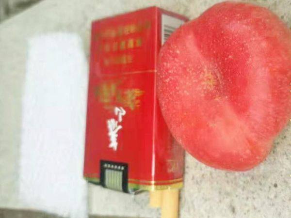 油蟠桃树苗