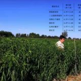 晚熟型齊魯巨紅桃苗4-10公分多少錢(qián)一株