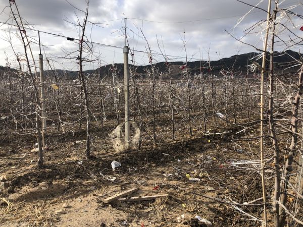 烟富6号苹果树苗、烟富6号苹果树苗今年价格