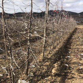 烟富8苹果苗、烟富8苹果苗品种介绍