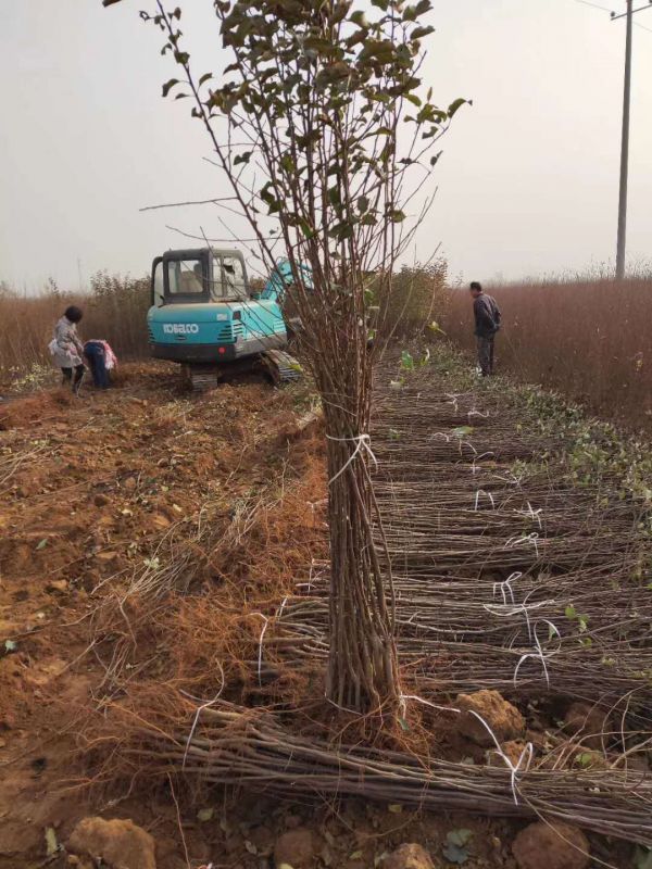 众成一号苹果树苗、众成一号苹果树苗包邮价格