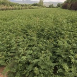 大红袍花椒苗价格 山西大红袍花椒苗多少钱一棵