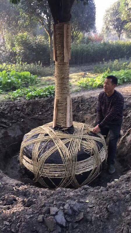 桂花树