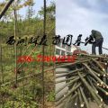 欒樹基地價格|3-4公分欒樹價格|5-6公分欒樹價格