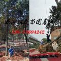 廣玉蘭基地價(jià)格|12公分廣玉蘭-15公分廣玉蘭價(jià)格