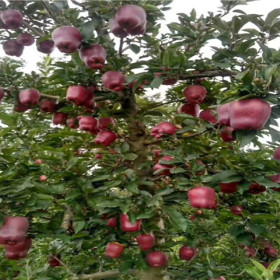 苹果苗、凉香苹果苗价格、至诚凉香苹果苗基地