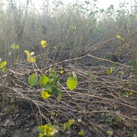 5公分紫荆价格