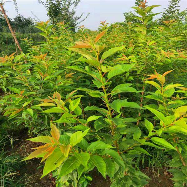 供应10公分高杆樱花树苗庭院种植价格优惠樱花苗