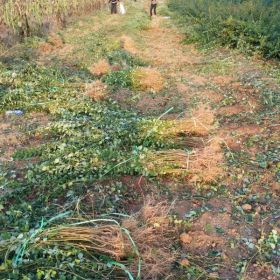 连翘苗 1年-2年-3年生药用连翘苗基地