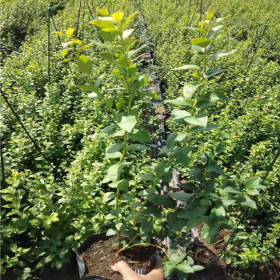 奥尼尔蓝莓苗、二年奥尼尔蓝莓苗种植基地