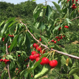 賓庫櫻桃樹苗、2公分賓庫櫻桃樹苗種植技術(shù)