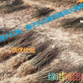 山西大红袍花椒苗基地+1年2年大红袍花椒苗批发价格