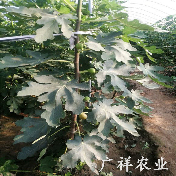 青皮无花果树苗