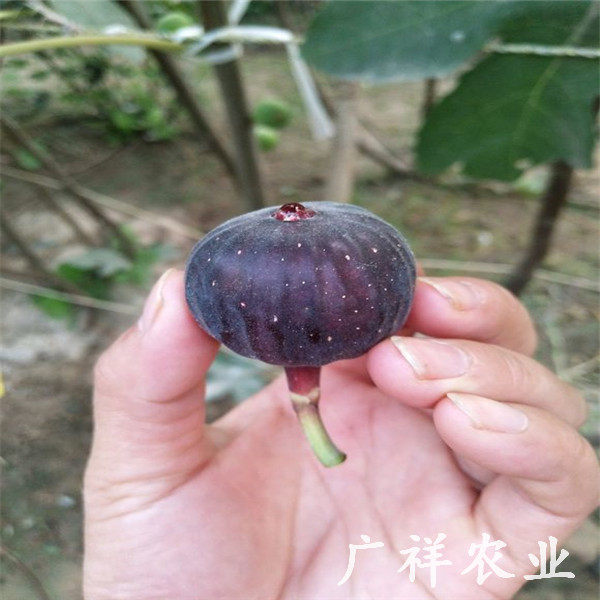 紫果无花果树苗