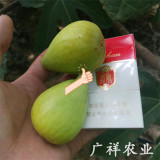 布蘭瑞克無花果樹苗供應(yīng) 2公分無花果樹苗價(jià)格