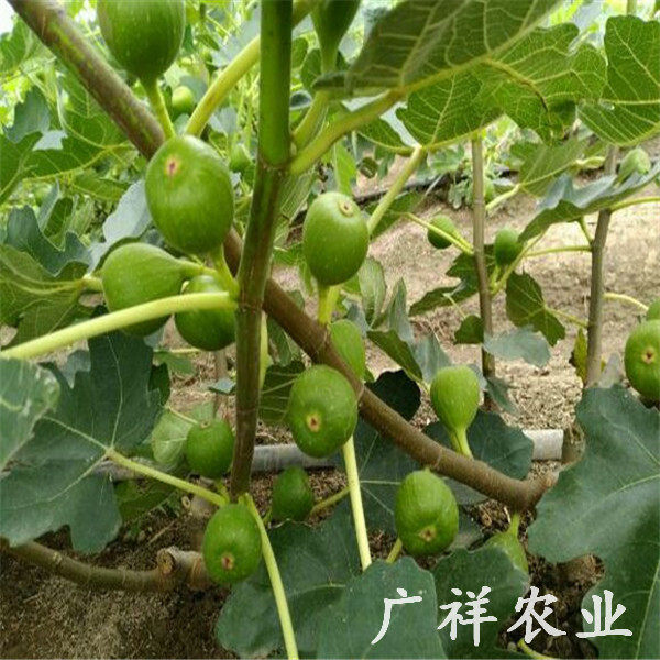 无花果树苗