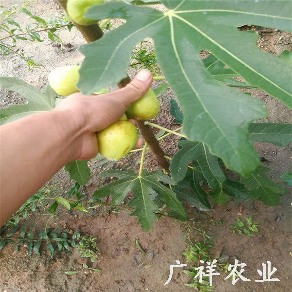 黄皮无花果树苗